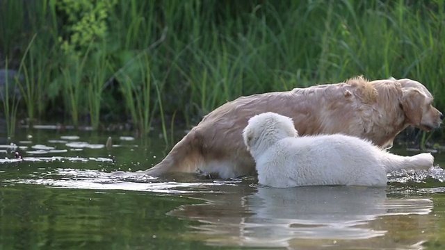 老金毛猎犬教小狗如何游泳视频下载