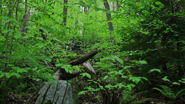 绿色的森林。自然背景视频素材