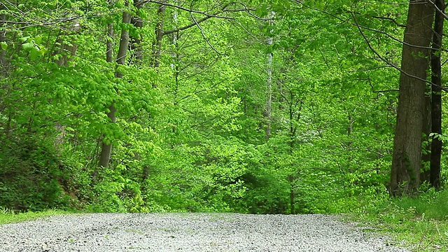 土路在绿色木材的自然背景下视频素材
