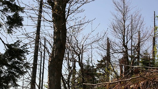 受损森林中的死树视频素材