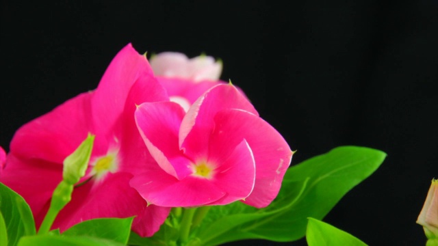 盛开的粉红色花-长春花视频素材