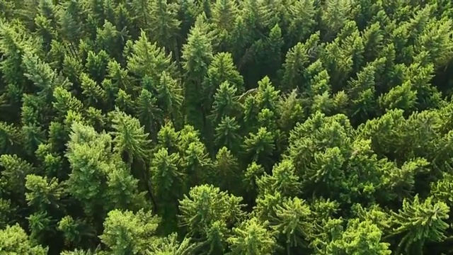 森林鸟瞰图。第二部分视频素材