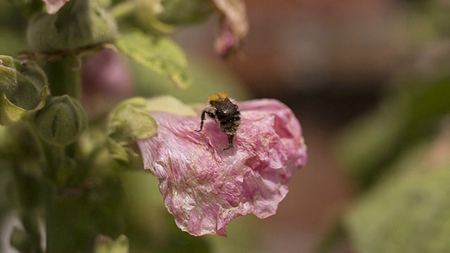 花上的蜜蜂视频下载