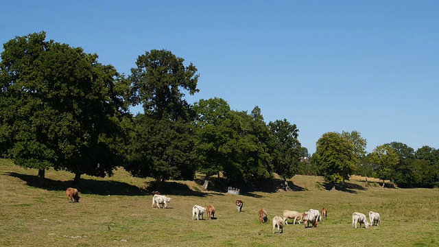 法国诺曼底，田野里的奶牛视频下载