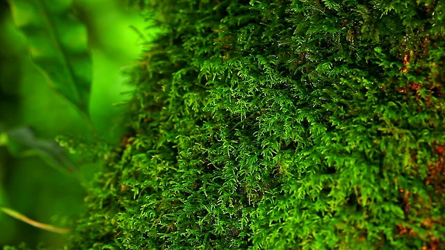高清:绿色苔藓。(平移拍摄)视频素材