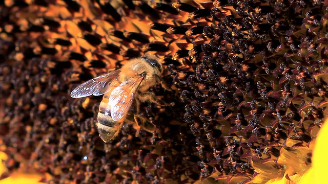 蜜蜂慢动作视频素材