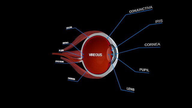 眼球解剖细节视频下载