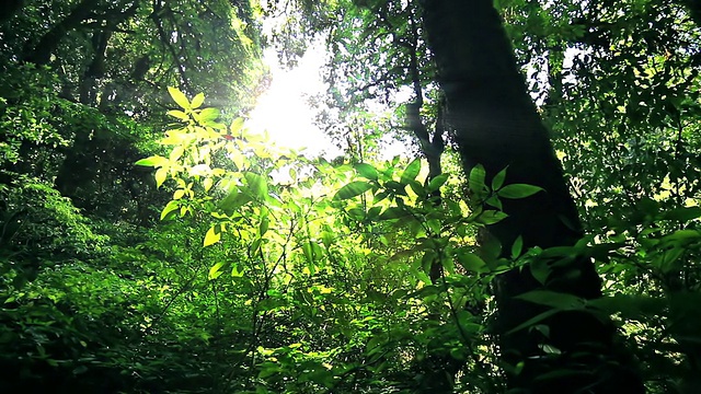 热带雨林视频素材