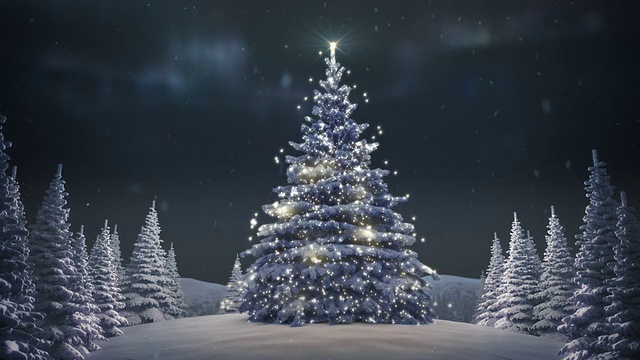 冬季景观与圣诞树-股票视频视频下载