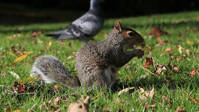 秋天和一只灰松鼠在鸽子经过时吃东西视频下载
