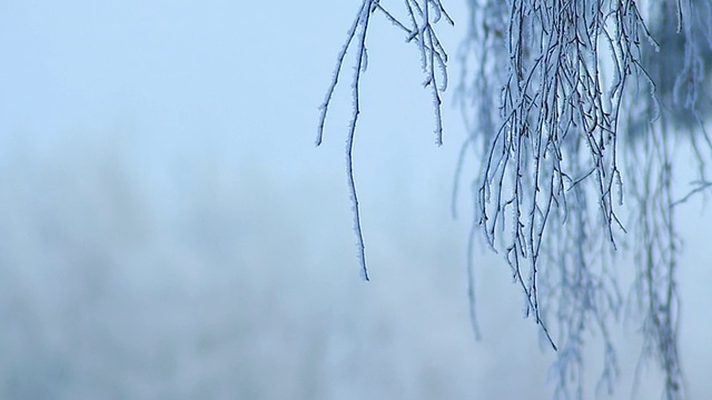 高清化的树枝上结霜视频下载