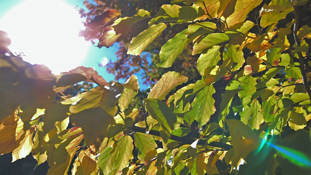树上的秋叶视频素材