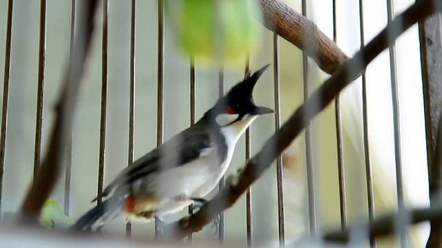 泰国的鸟笼视频下载