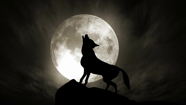 狼与月亮(可循环)视频下载