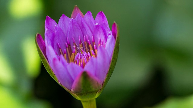 紫色的睡莲在早晨盛开视频素材