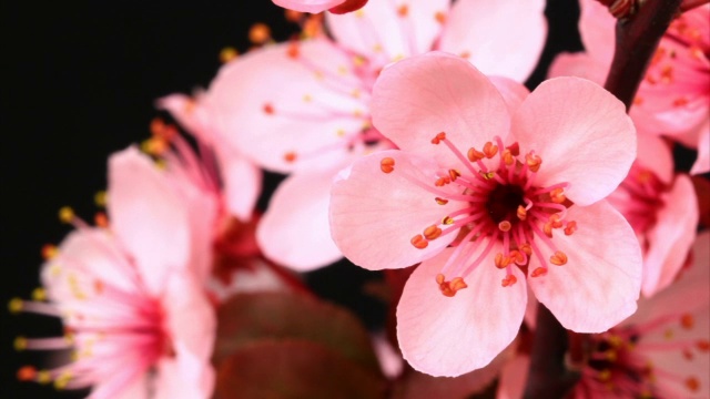 粉红色的樱花高高地盛开视频素材