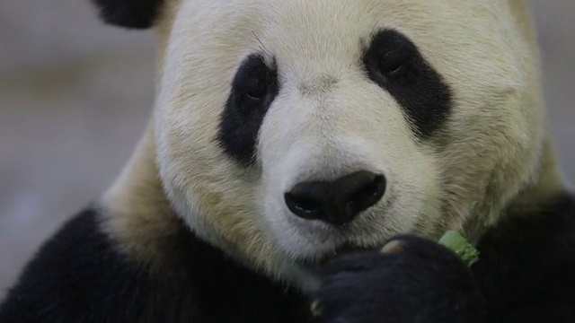 大熊猫的特写视频素材