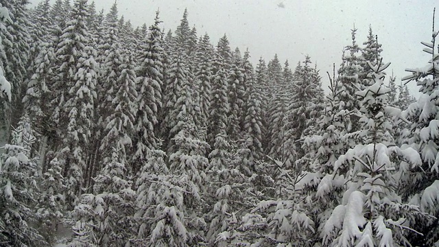 直升机拍摄穿越冬季森林视频素材