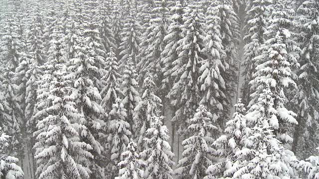 空中拍摄的降雪在森林视频素材