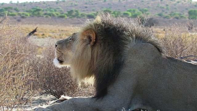 非洲狮，近距离看视频下载