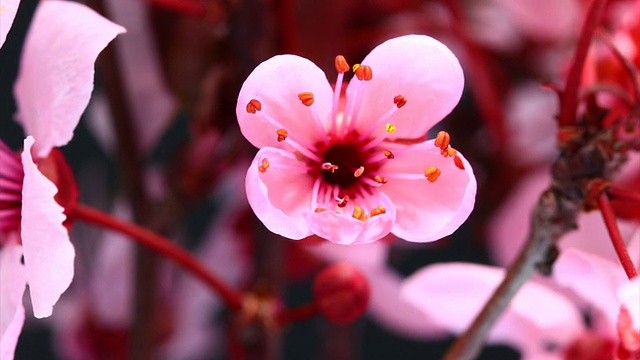 粉红色的樱花盛开视频素材