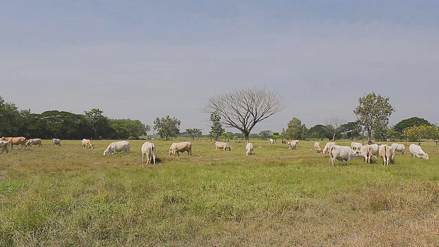 牛群在绿色的田野上吃草视频素材