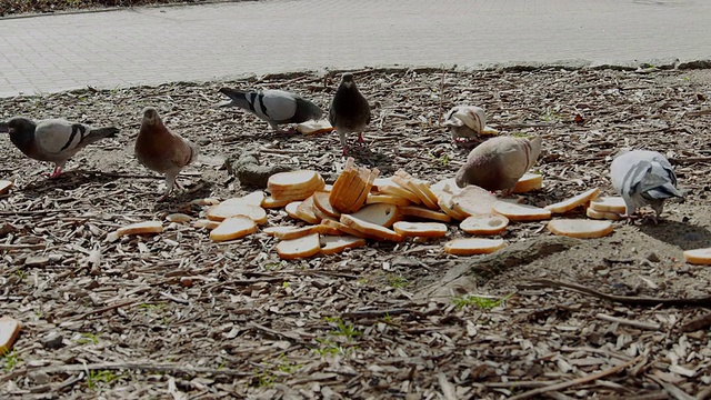鸽子吃面包视频素材