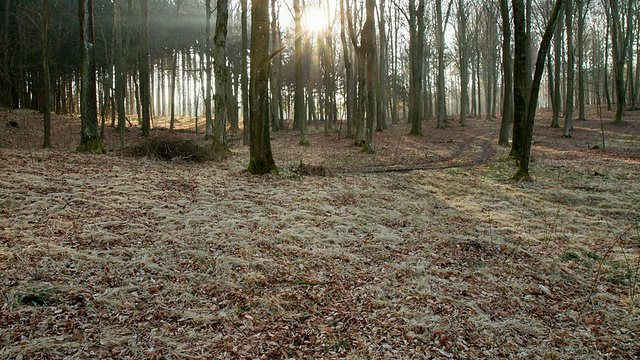 被日出照亮的森林矮林视频素材