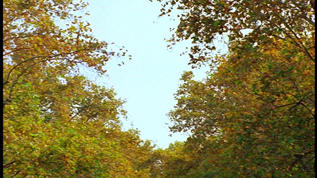 慢镜头倾斜从树上下来的人在公园/漫步，西班牙巴塞罗那视频素材
