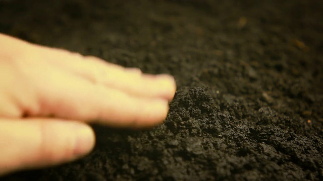 发芽大豆的过程视频素材