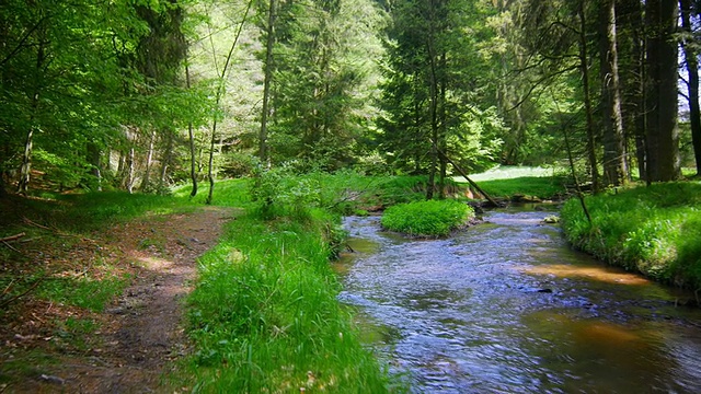 带小溪穿过森林的万向节(4K/超高清到高清)视频素材