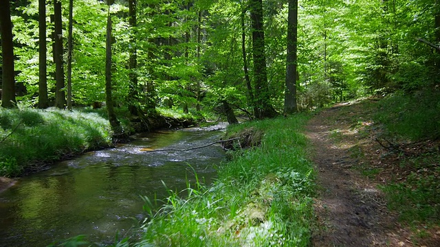 带小溪穿过森林的万向节(4K/超高清到高清)视频素材