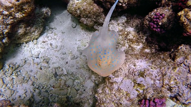在红海珊瑚礁上游动的带尾蓝斑鳐视频素材