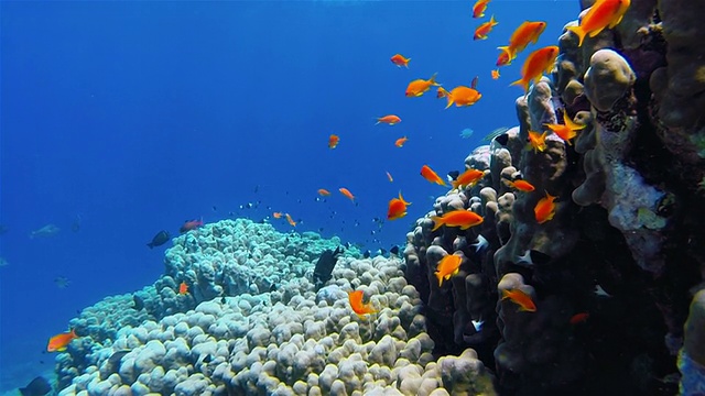红海珊瑚礁上的一群海金鱼视频下载