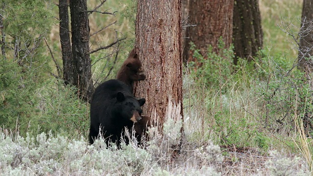 这是美国小熊爬下树和妈妈玩耍的照片视频素材