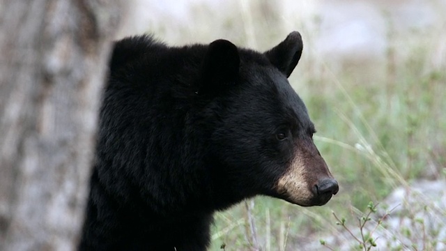 这是一只黑熊(美洲熊)从树后窥视的镜头视频素材
