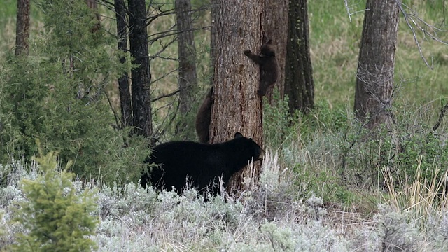 美国黑熊幼崽在妈妈的注视下练习攀爬技巧视频素材