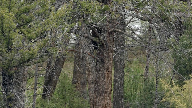 WS MS拍摄的黑熊幼崽爬上树，背景是一条河视频素材