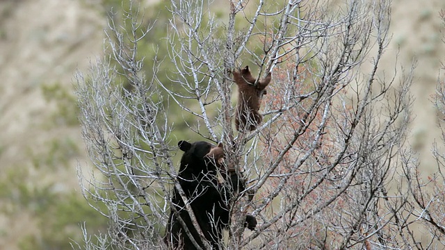 MS TS拍摄的黑熊幼崽(美洲熊)爬下树，妈妈拽着一只幼崽的耳朵给它动力视频素材