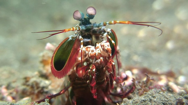 螳螂虾视频下载