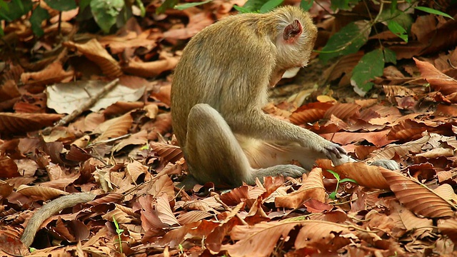 猴子看虱子视频素材