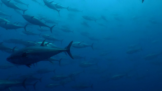 金枪鱼的鱼群在海底游泳视频素材