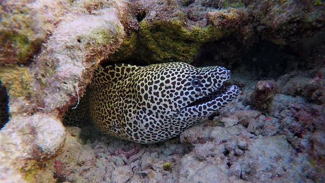在马尔代夫的一个珊瑚洞里有花边的海鳗视频素材