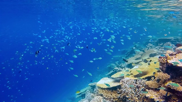 马尔代夫的热带珊瑚礁-南阿里环礁视频素材