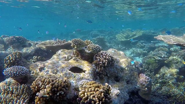 马尔代夫的奇异珊瑚礁-南阿里环礁视频素材