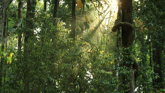 阳光穿过松树视频素材