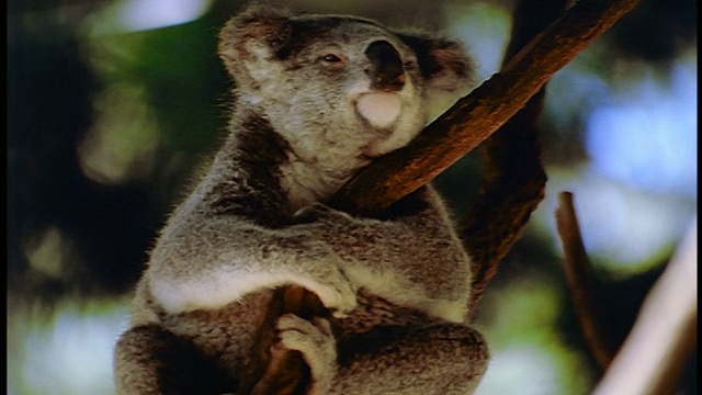 考拉熊坐在树上抓挠自己/澳大利亚视频素材