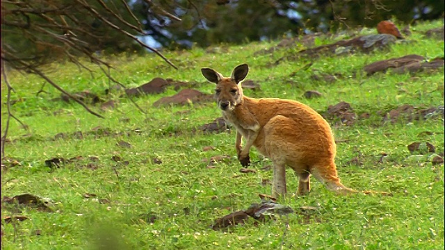 在南澳大利亚的绿色山丘/弗林德斯山脉，袋鼠离开摄像机视频素材
