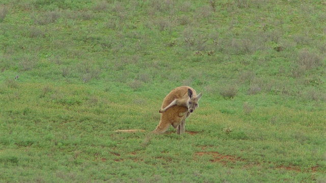 南澳大利亚弗林德斯山脉绿色田野中的红袋鼠视频素材