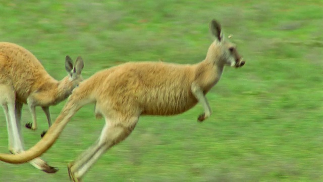 红袋鼠在田野里跳跃/弗林德斯山脉，南澳大利亚视频素材
